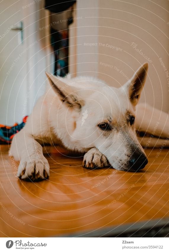 Schäferhund entspannt gassi gehen schäfterhund weiß hübsch schön sauber zuhause holzboden wohnen wohnung haustier pfote liegen blick ansehen schnauze warten