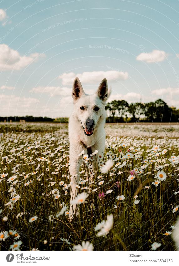 Weißer Schäferhund im Blumenfeld gassi gehen schäferhund blumenfeld kitsch weiß tier haustier wald natur landschaft bäume bauer abendsonne sonnenuntergang