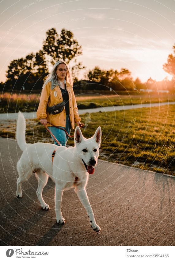 Gassi gehen in der Abendsonne gassi gehen hund Spaziergang Haustier Außenaufnahme Landschaft Sonnenuntergang sommer wärme natur Schäferhund weiß frau Säugetier