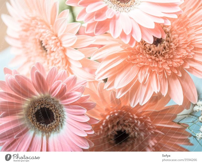 Blumenstrauss aus rosa Gerbera-Gänseblümchen Muttertag Blumenstrauß Hochzeit Frauentag Hintergrund Tag der Blumen Design Pastell geblümt altehrwürdig Sommer