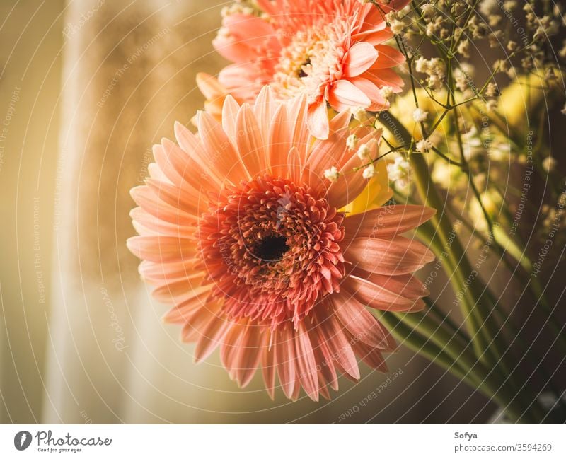 Blumenstrauss aus rosa Gerbera-Gänseblümchen Muttertag Blumenstrauß Hochzeit Frauentag Hintergrund Tag der Blumen Design Pastell geblümt altehrwürdig Sommer