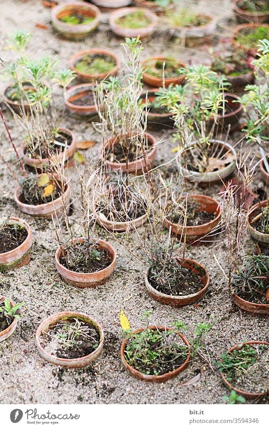 symmetrie I Viele ausgetrocknete Topfpflanzen in Gärtnerei stehen am Boden im Sand. Vertrocknete, kaputte, dehydrierte Pflanzen im Blumentopf, während Hitzeperiode, Trockenheit durch Wassermangel, Hitze im Sommer. Vergammelte Topfpflanzen durch Klimawandel