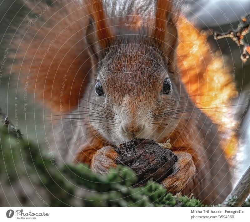 Eichhörnchen mit Walnuss in den Pfoten Sciurus vulgaris Tiergesicht Kopf Auge Nase Ohr Krallen Fell Wildtier Fressen festhalten nah niedlich Baum Sonnenlicht