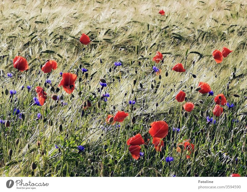 Mohnblumen und Kornblumen wiegen sich in harmonischem Reigen mit einem Gerstenfeld im Wind Kornfeld Ähren Feld Landwirtschaft Getreide Natur Sommer Getreidefeld