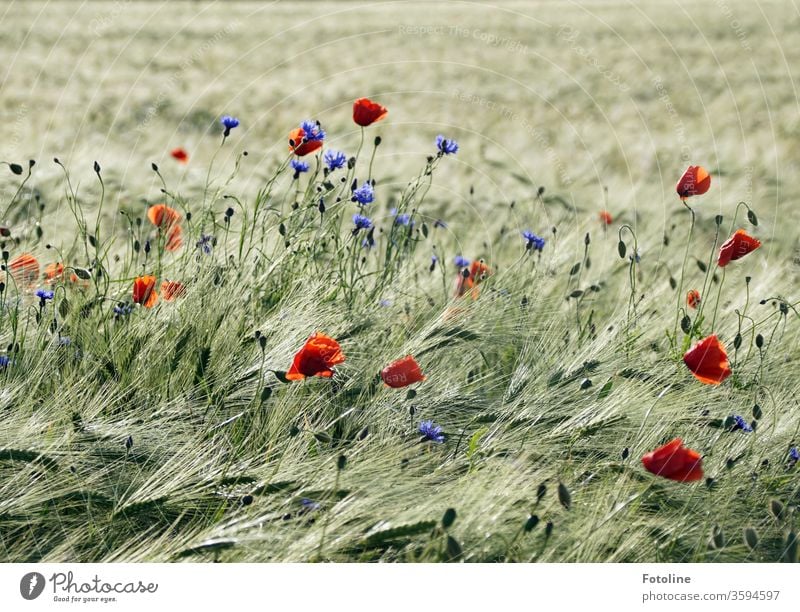 Mohnblumen und Kornblumen erfreuen ein Gerstenfeld mit bunten Farbklexen Kornfeld Ähren Feld Landwirtschaft Getreide Natur Sommer Getreidefeld Nutzpflanze