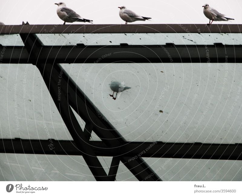 Sie muckschte, die kleine Möve, weil die anderen wieder die besten Plätze auf dem Glasdach gekapert hatten. Vögel Möven Dach Möwen Himmel Hafen