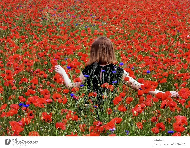 Ein junge Teenagerin streift durch eine Mohnblumenwiese. Dabei ist sie ganz vorsichtig, um keine Blume zu knicken. Mohnblüte Pflanze rot Blüte Außenaufnahme