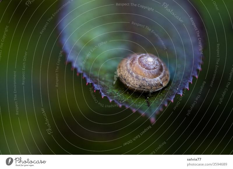 Symmetrie | Schneckenhaus und Blatt Natur Pflanze Makroaufnahme symmetrisch Formen und Strukturen Kontrast Strukturen & Formen Menschenleer Zentralperspektive