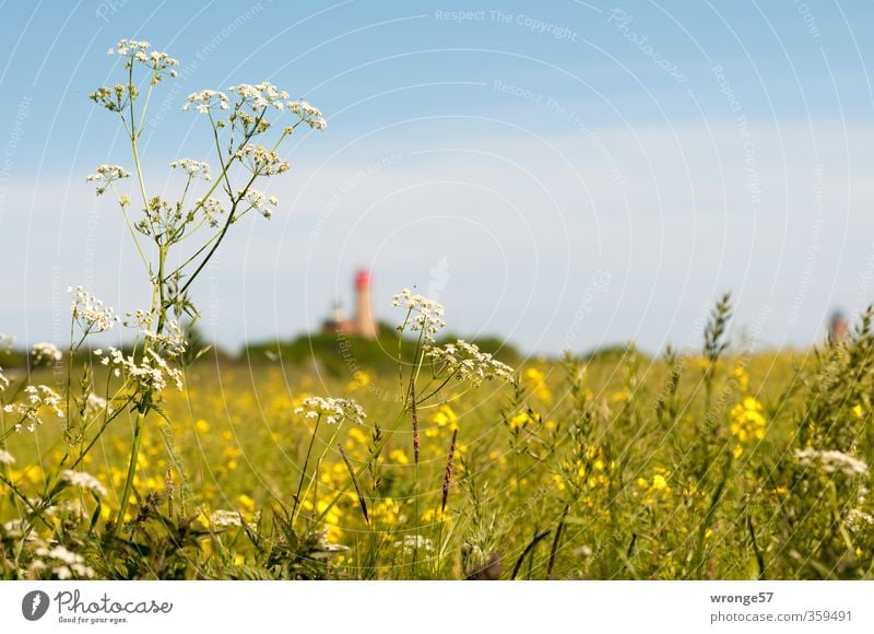 Leuchtturmblick Umwelt Landschaft Pflanze Horizont Sommer Schönes Wetter Gras Wildpflanze Wiesenkräuter Rapsfeld Feld blau mehrfarbig Insel Rügen Kap Arkona