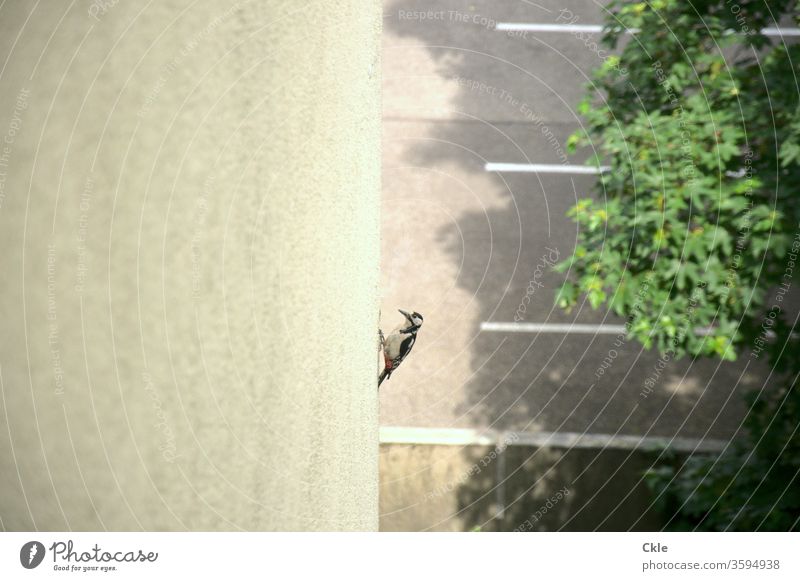 Specht bearbeitet Hausdämmung Dämmung Fassade Wärmedämmung Energiesparen Futter Futtersuche Vogel Großstadt Schnabel Parplatz Tier Natur Außenaufnahme Farbfoto