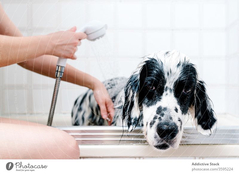 Frau badet gehorsamen Hund nach Spaziergang zu Hause in Badewanne Besitzer Waschen Dusche Komfort Haustier englischer Setter Leckerbissen Baden Futter heimwärts