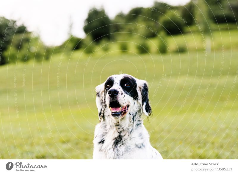 Glücklicher Hund sitzt auf einer hügeligen Wiese auf dem Land Haustier englischer Setter schlendern Rasen neugierig Gras Berghang Hügel Windstille Hündchen