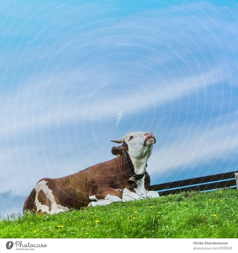 AST 6 Inntal / Q Umwelt Natur Landschaft Himmel Frühling Schönes Wetter Gras Wiese Alpen Berge u. Gebirge Gipfel Tier Haustier Nutztier Kuh 1 genießen liegen