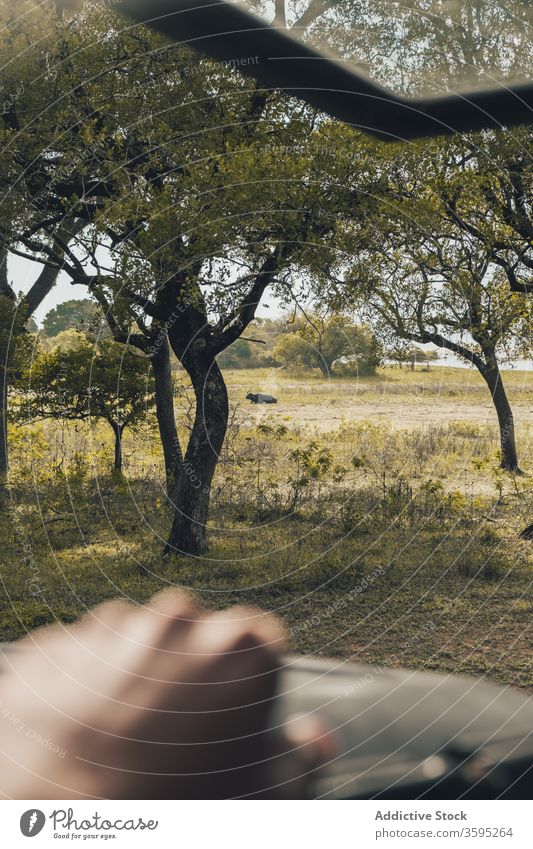 Wildtier auf dem Feld im Safari-Park Reisender Tier wild bewundern malerisch Landschaft Tierwelt PKW grün Rasen Natur Sommer Urlaub reisen Tourismus Abenteuer