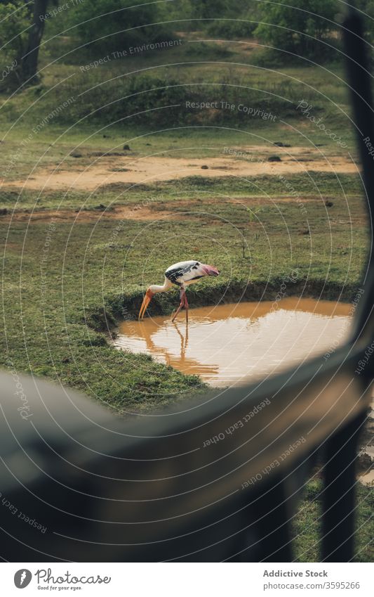 Gelbschnabelstorch auf Safari Vogel See dreckig Abenteuer Tier Natur Mycteria ibis Bargeld Kreatur Ornithologie Teich Wasser trinken Moment Gedächtnis