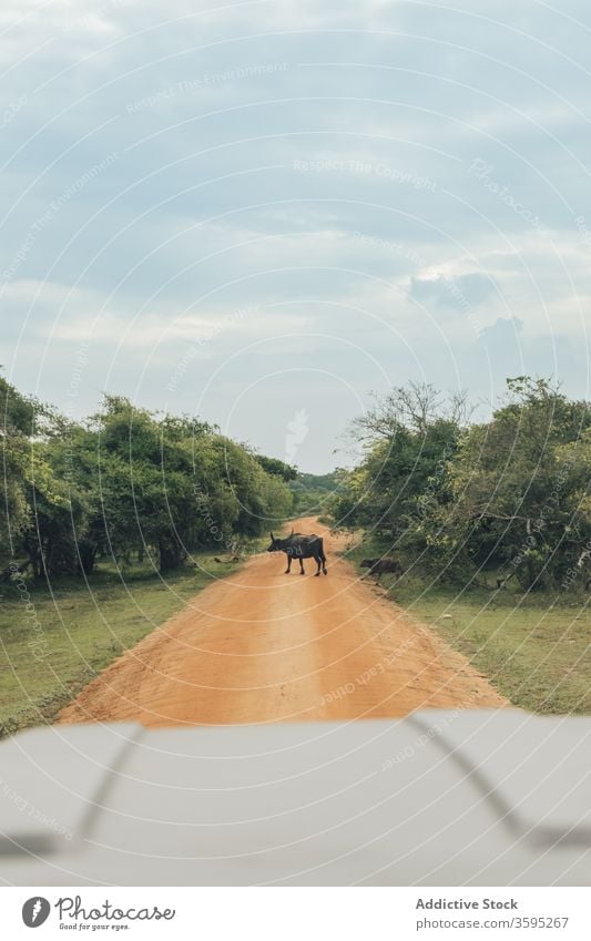 Afrikanische Büffel überqueren Sandstraße auf Safari Park Tierwelt Kaffern Büffel Kaffernbüffel wild Grün Straße Baum tagsüber Sommer Fauna Natur ruhig