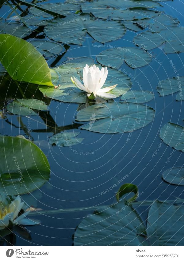 Seerose Teich Wasser Licht Blume Glanzlicht Außenaufnahme Sommer Reflexion & Spiegelung Seerosen Pflanze Blüte Natur Seerosenblatt dunkel Farbfoto schön Blühend