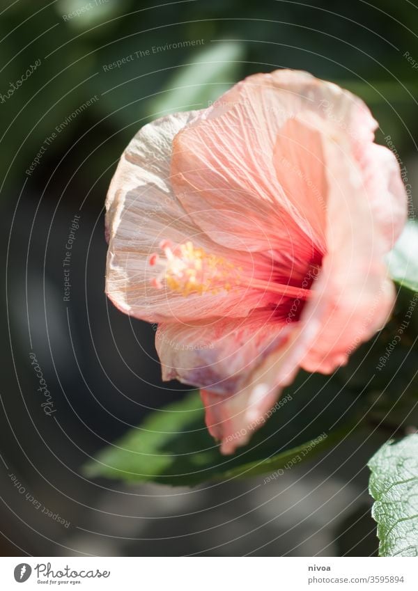 Blume Blüte Sommer im Freien Natur Pflanze geblümt Garten Blütezeit Hintergrund schön Nahaufnahme Saison Überstrahlung Farbe Frühling Schönheit Flora natürlich