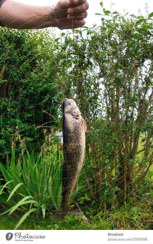 Bachforelle am Angelhacken mit Schnur gehalten von Männerhand Bachforelle, Fisch Angeln Wasser Freizeit & Hobby Fischer Angler Ernährung Lebensmittel fangen