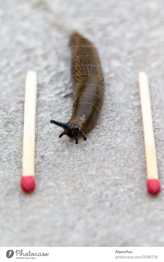 Zielgerade Schnecke Streichhölzer Streichholz Makroaufnahme Nahaufnahme Holz rot Tier Tierporträt Nacktschnecken schleimig Farbfoto Außenaufnahme