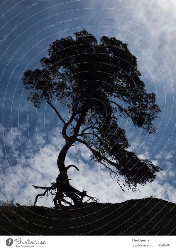 Tanz mit dem Wind Umwelt Natur Landschaft Pflanze Himmel Wolken Schönes Wetter Baum Küste stark bizarr elegant Freizeit & Hobby Idylle einzigartig skurril