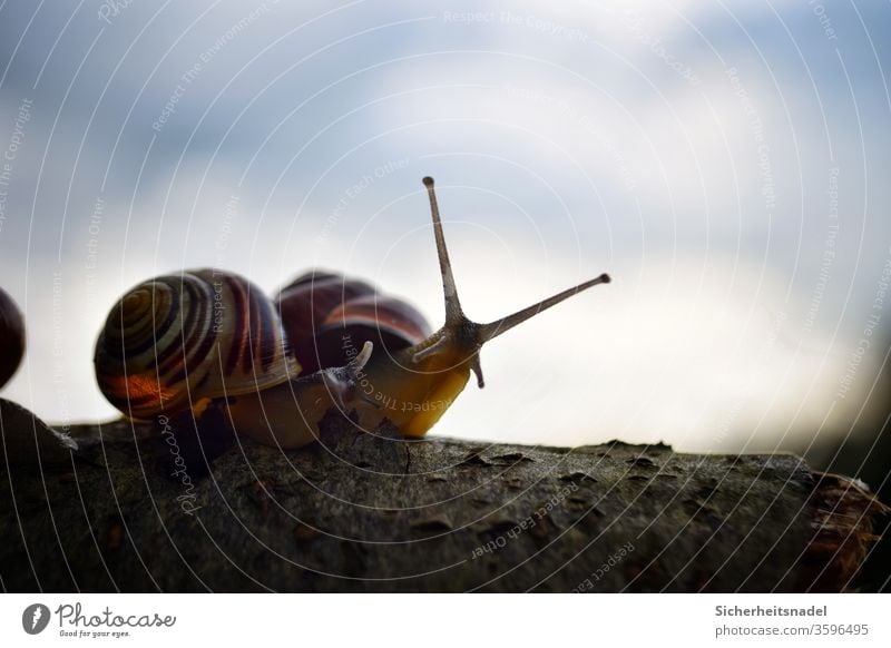 Silhouette Schnecke Schneckenhaus Sonnenuntergang Gartenschnecke Außenaufnahme Nahaufnahme Natur Makroaufnahme Menschenleer Detailaufnahme Stilaugen neugierig