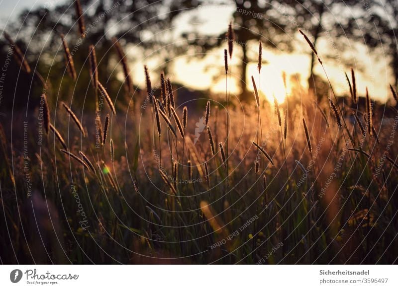 Gräser bei Sonnenuntergang Gräserblüte Sonnenlicht Gegenlicht Wiese Natur Außenaufnahme Menschenleer Pflanze Sommer Licht Feld goldenes Licht Wildwuchs Gras