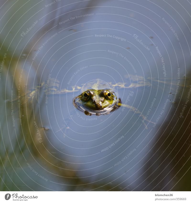 Perfekte Bein-Haltung Tier Wildtier Frosch Tiergesicht Kröte Schwimmen & Baden beobachten Jagd Blick warten klein natürlich niedlich schleimig Neugier geduldig