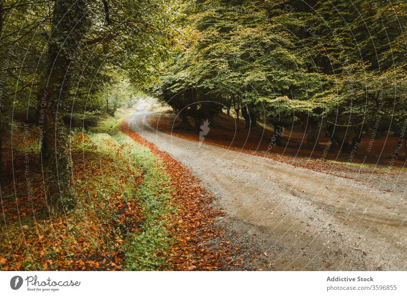 Straße in Waldnähe am Nachmittag Waldgebiet Hügel Fernweh malerisch Natur Landschaft Weg Baum Laufsteg idyllisch Harmonie Windstille Gelassenheit ruhig Frieden