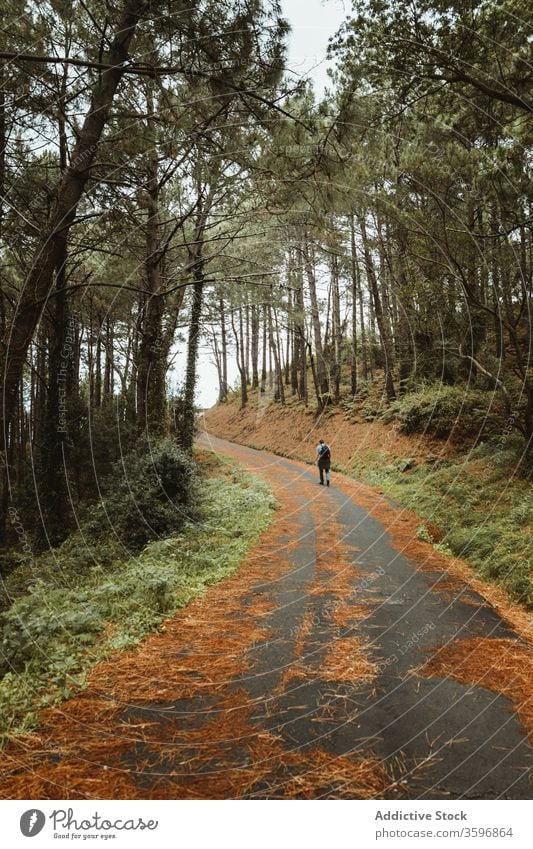 Unbekannter Tourist geht nachmittags auf Straße in Waldnähe Spaziergang Waldgebiet Hügel Fernweh malerisch Natur Landschaft Asphalt Weg Baum Laufsteg idyllisch