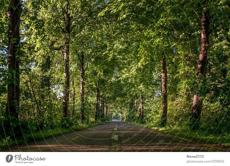 wegfahren... Freizeit & Hobby Ferien & Urlaub & Reisen Tourismus Ausflug Abenteuer Ferne Fahrradtour Sommer Sommerurlaub Wald Verkehrswege Autofahren Straße