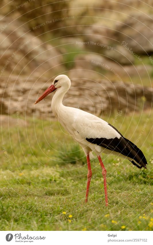 Eleganter Weißstorch Storch Vogel Schnabel weiß Natur Tier Tierwelt Blume wild Nest rot Spaziergang Feder blau schwarz sonnig Freiheit fliegen Flügel Symbol