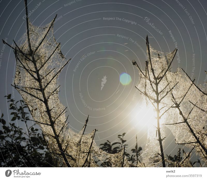 Absterbende Äste Netz Pflanze Baum Zweige Sonne Gegenlicht Sonnenlicht Blendenfleck Wolkenloser Himmel Krankheit versponnen Schleier gefährlich absterbend Tod