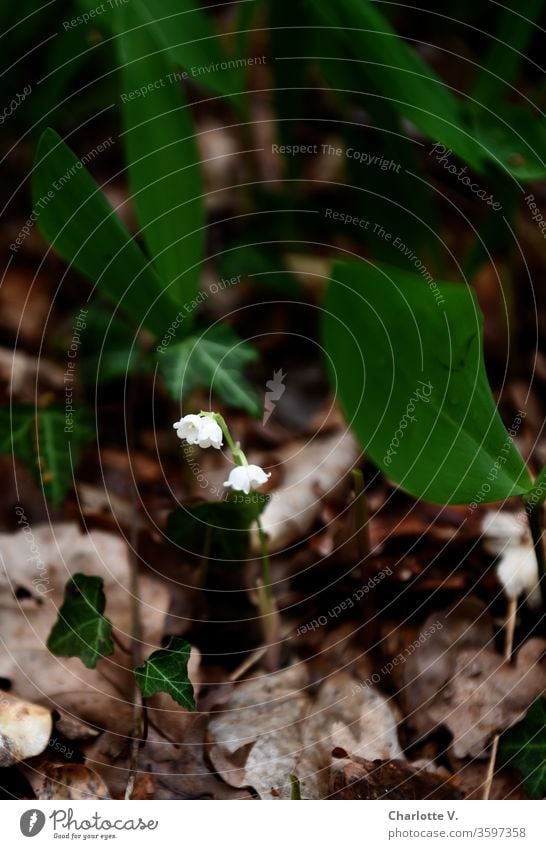 Maiglöckchen | mit Blattwerk Blume Pflanze Wildpflanze Wildblume Blätter abgestorbene Blätter Natur Waldboden Frühling Frühlingsblume Farbfoto Gedeckte Farben