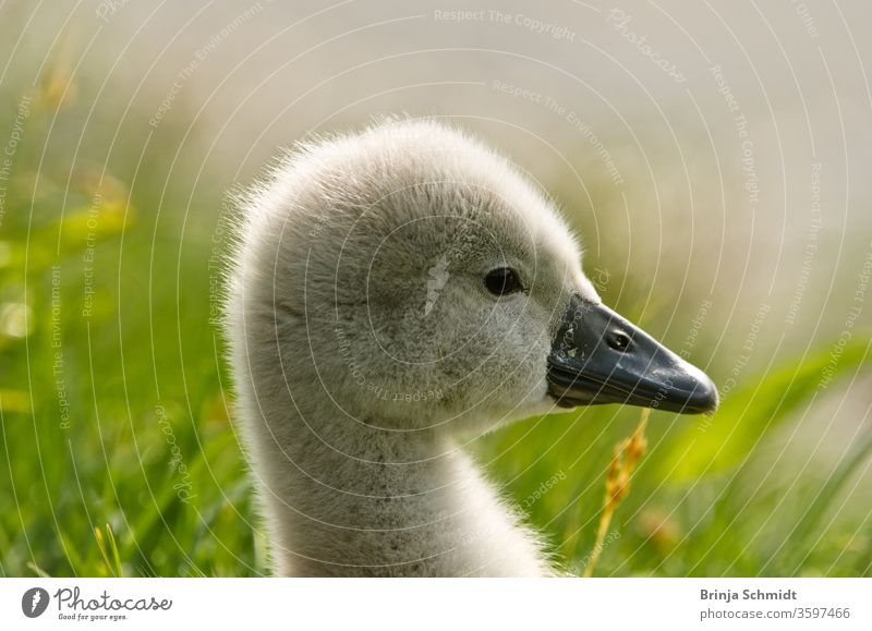 Porträt eines sehr kleinen und flauschigen kleinen Schwanenkükens, gerade geschlüpft, Neugeborenes, im Profil mit vielen Details Vogel Wasservogel Jungvogel