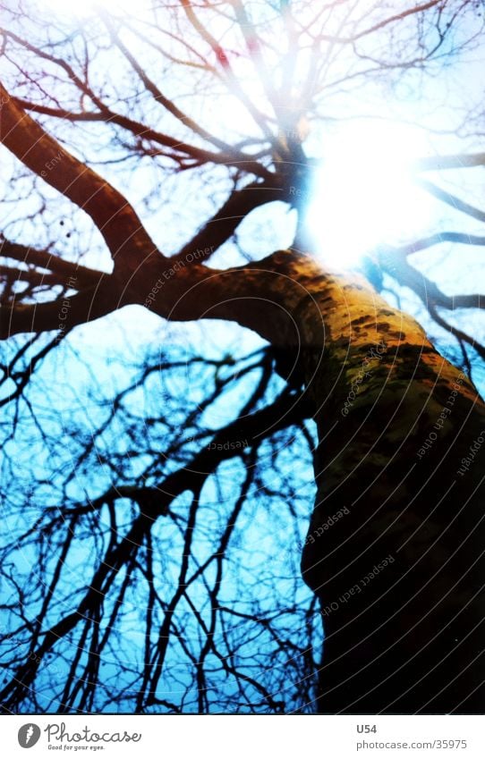 Holz Doppelbelichtung Baum Licht obskur Natur Ast Gegenblendung Morgen Himmel Baumstamm