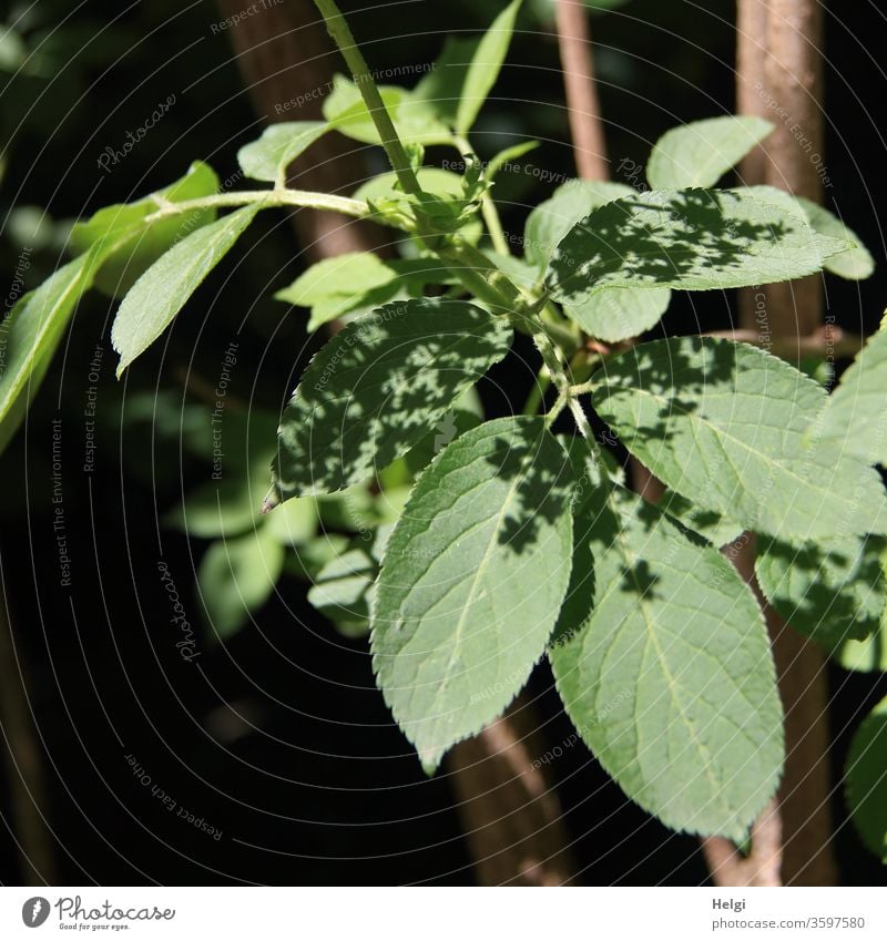 Blätter vom Holunder mit Blüten, die  als Schatten auf den Blättern erscheinen Holunderblatt Holunderblüten Licht Schattenwurf Holunderstrauch außergewöhnlich