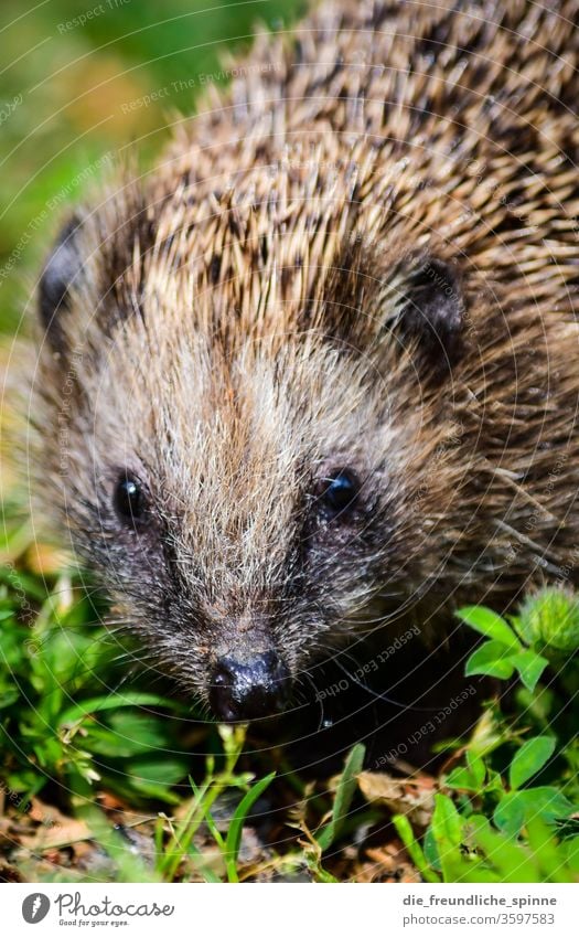 Auge in Auge II Tier Wildtier Außenaufnahme Farbfoto Tierporträt Zoo Zoologischer Garten Natur Tiergesicht Abenteuer Nahaufnahme Igel Nase stachel stachelig