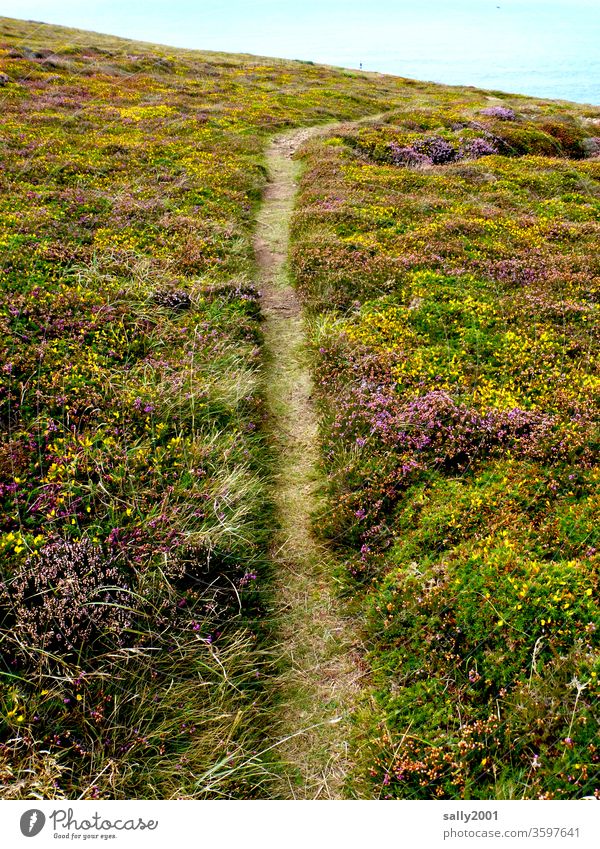 Trampelpfad... Weg Pfad Wege & Pfade Heide Heidekrautgewächse Erika Ginster Küste wandern Wanderweg Ruhe Einsamkeit Landschaft