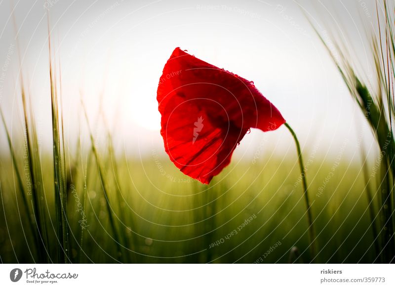 red passion iii Umwelt Natur Landschaft Pflanze Sonnenaufgang Sonnenuntergang Sonnenlicht Sommer Schönes Wetter Regen Wildpflanze Mohn Kornfeld Feld Blühend