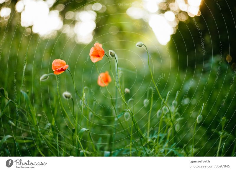 Mohnblumen Mohnblüte mohnblumen Klatschmohn Blume Sommer rot Wiese Pflanze Farbfoto Menschenleer roter mohn Außenaufnahme Idylle Feld Schwache Tiefenschärfe