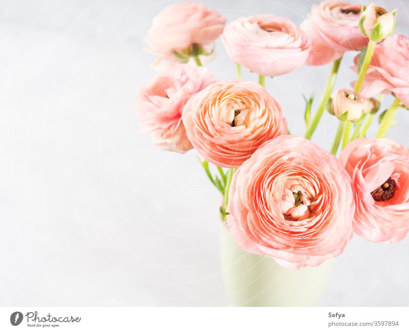 Wunderschöner rosa Hahnenfuß-Strauß Blumenstrauß Ranunculus Frühling Grußkarte Blüte Geschenk Natur Jahrestag Haufen Dekoration & Verzierung geblümt Liebe grün