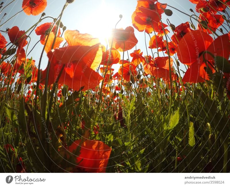 Feld mit leuchtend roten Klatschmohnblüten im Sommer. Mohn Blume Wiese Frühling Blütezeit Garten idyllisch Gras Natur Blütenblatt hell geblümt Papaver rhoeas