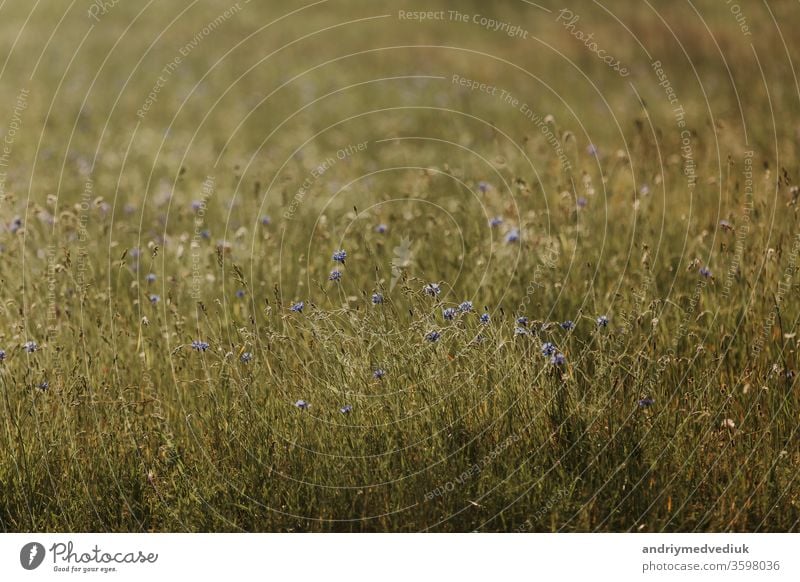 Blaue Blumen Kornblumen. Sommer. Feld mit Blumen blau geblümt Blütenblatt Blütezeit frisch Natur Saison Pflanze Hintergrund schön Schönheit hell Flora Garten