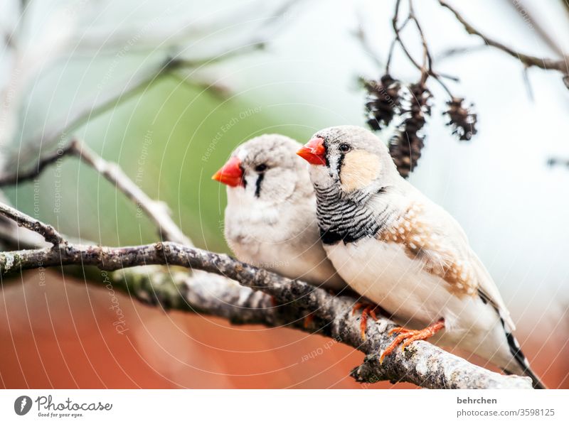 kuscheln gemeinsam Zusammensein Paar Tierporträt Unschärfe Kontrast Farbfoto Außenaufnahme Nahaufnahme Menschenleer Tag Licht Schnabel Fink Baum Gefieder