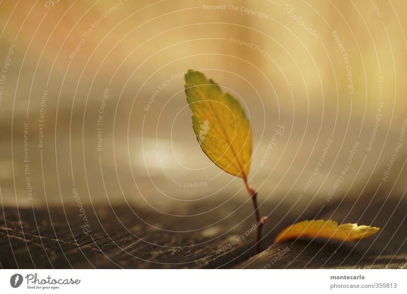 Klassiker Umwelt Natur Pflanze Herbst Blatt Grünpflanze Wildpflanze alt dünn authentisch einfach trocken Wärme weich braun gelb gold Farbfoto Gedeckte Farben