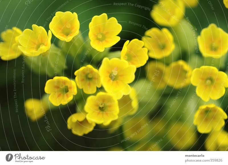 Yellow Power Umwelt Natur Frühling Pflanze Blume Gras Blatt Blüte Grünpflanze Wildpflanze Duft authentisch einfach Freundlichkeit frisch klein natürlich weich