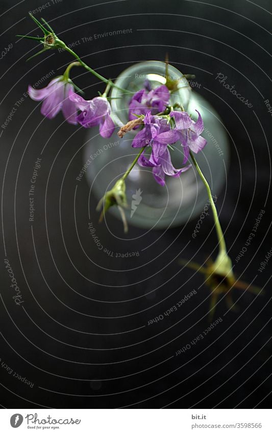 Lila Glockenblume mit hängenden grünen Blütenstielen und verwelkten Blütenknospen, aus der Vogelperspektive, in weisser, durchsichtiger Glasvase auf schwarzem Untergrund. Blumenstrauß der schönen, wilden Campanula von oben, dekorativ auf dunklem Tisch.