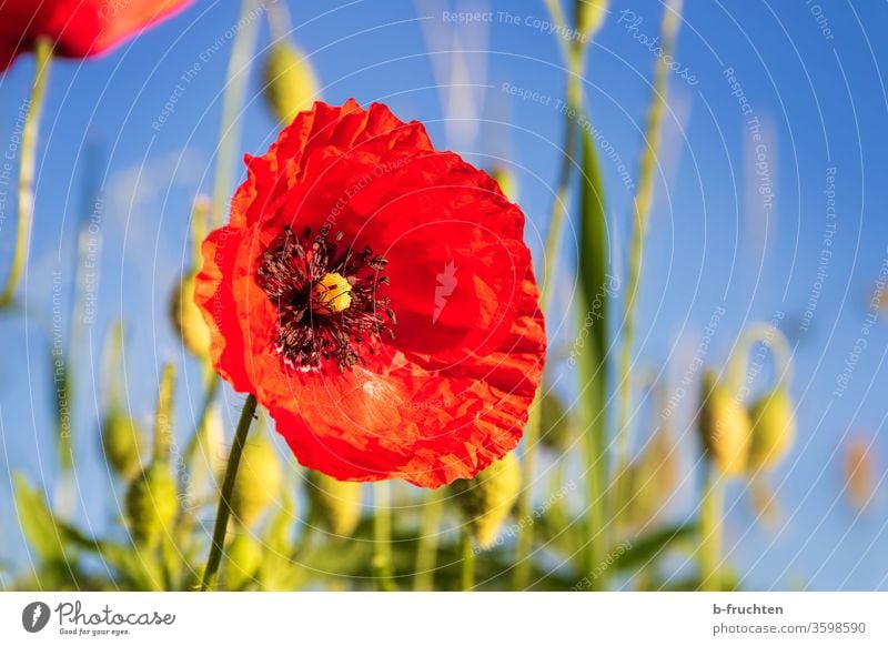 Mohnblumenblüte Blume Natur Pflanze Sommer Blüte rot mohnblumenblüte Mohnblüte Außenaufnahme Wiese Blühend Himmel blau Nahaufnahme Schönes Wetter