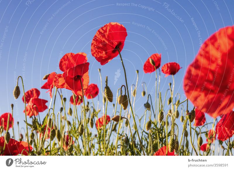 Mohnblumenfeld Natur Blume Sommer Wiese rot Blüte schön Pflanze Außenaufnahme Umwelt